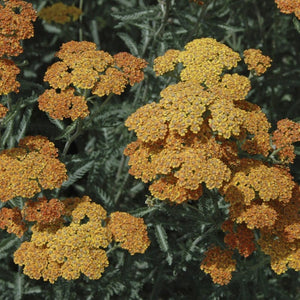 Achillea 'Terracotta' Perennial Bedding