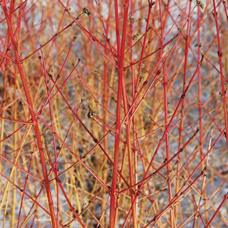 Common Dogwood | Cornus sanguinea 'Midwinter Fire' Shrubs