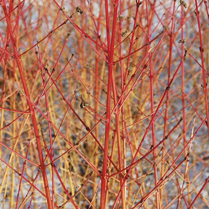 Common Dogwood | Cornus sanguinea 'Midwinter Fire' Shrubs