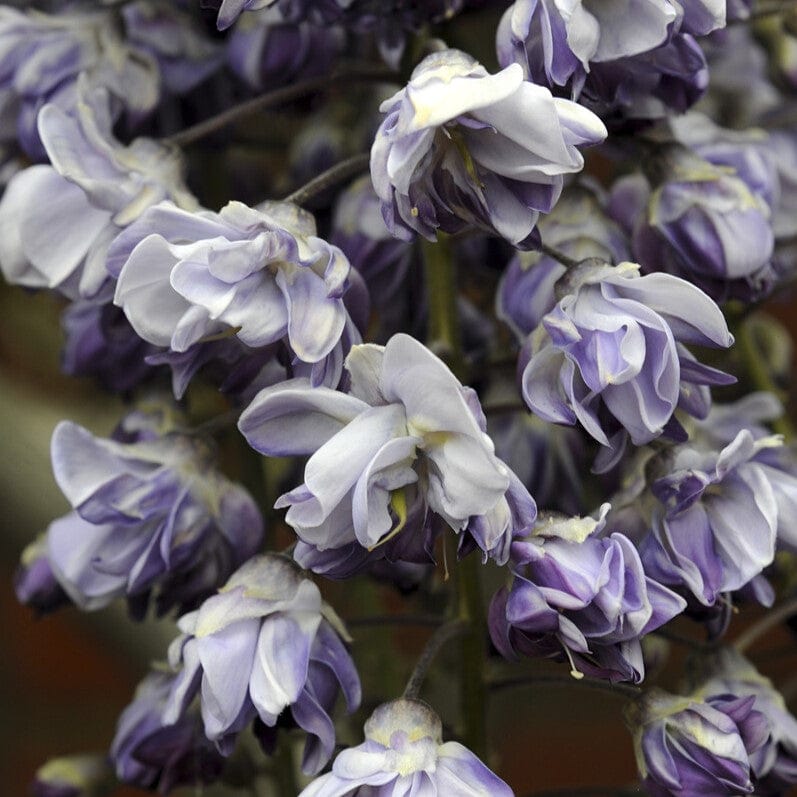 Japanese Wisteria | Wisteria floribunda 'Black Dragon'