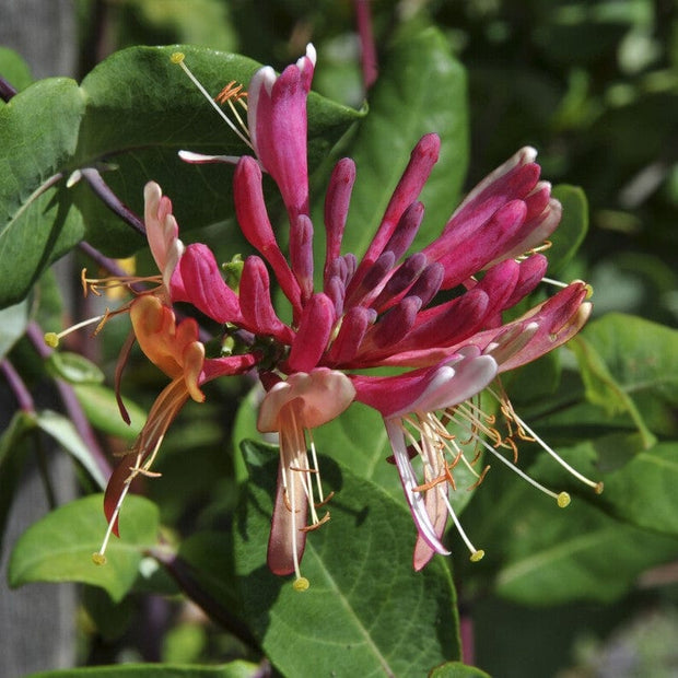 'Gold Flame' Honeysuckle | Lonicera heckrottii