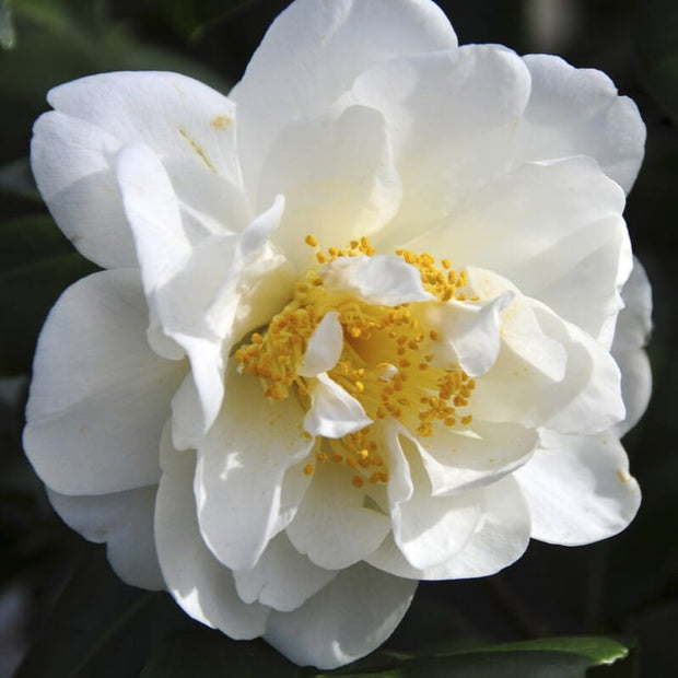 Camellia japonica 'Silver Anniversary' Shrubs