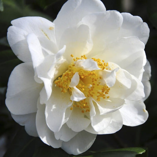Camellia japonica 'Silver Anniversary' Shrubs