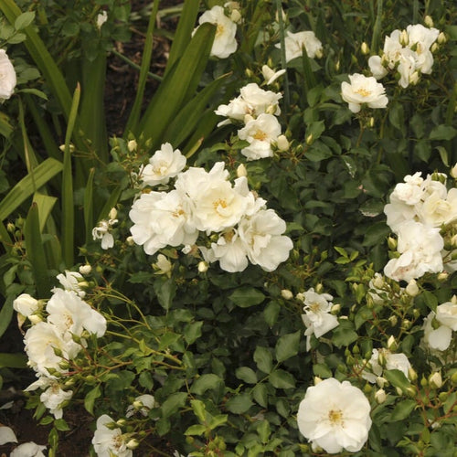 'Flower Carpet White' Carpet Rose Shrubs