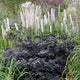 Actaea simplex 'Brunette' Perennial Bedding