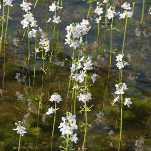 Water Violet Plants | Oxygenating Pond Plants