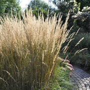 Calamagrostis × acutiflora 'Karl Foerster' Perennial Bedding