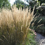 Calamagrostis × acutiflora 'Karl Foerster' Perennial Bedding