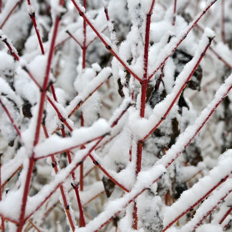 Common Dogwood | Cornus sanguinea 'Midwinter Fire' Shrubs