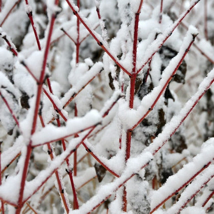 Common Dogwood | Cornus sanguinea 'Midwinter Fire' Shrubs