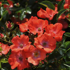 'Flower Carpet Sunset' Carpet Rose Shrubs