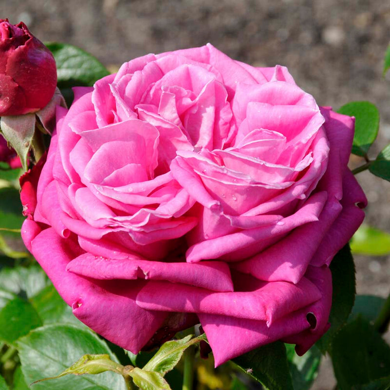 Birthday Boy' Hybrid Tea Rose Shrubs