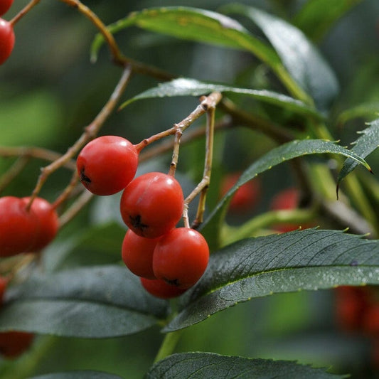 Japanese Rowan Tree | Sorbus commixta 'Dodong' Ornamental Trees