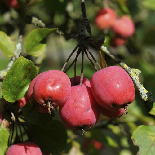 'Neville Copeman' Purple Crabapple Tree Fruit Trees