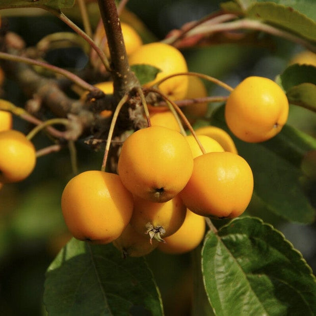 'Butterball' Crabapple Tree Fruit Trees