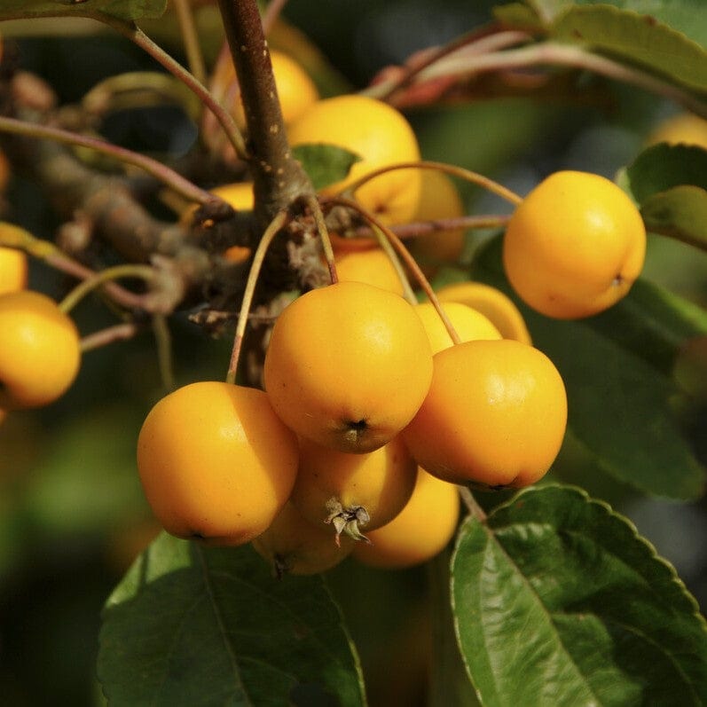 'Butterball' Crabapple Tree Fruit Trees