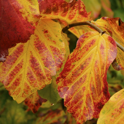 Persian Ironwood Tree | Parrotia persica 'Vanessa' Ornamental Trees