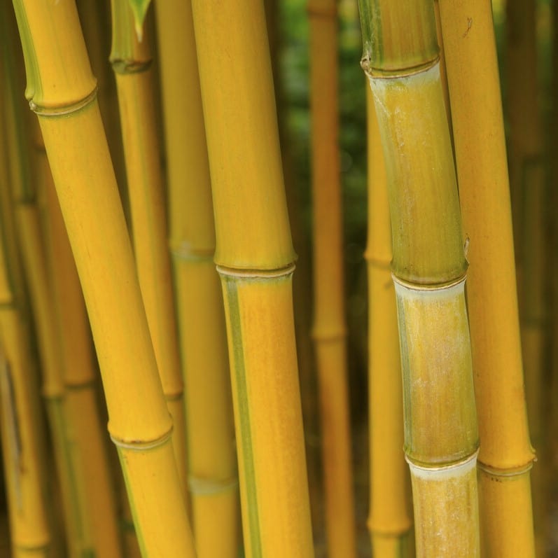 Golden Bamboo | Phyllostachys aureosulcata 'Spectabilis' Shrubs
