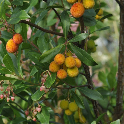 Strawberry Tree | Arbutus unedo 'Rubra' Ornamental Trees