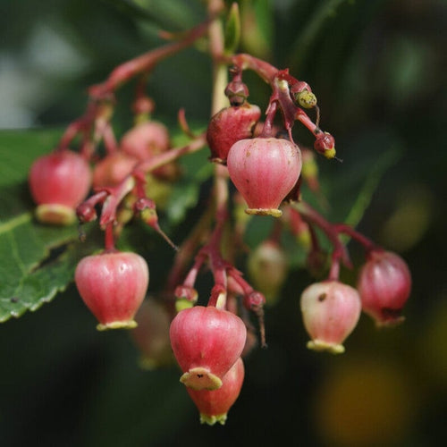 Strawberry Tree | Arbutus unedo 'Rubra' Ornamental Trees