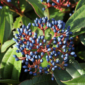 David Viburnum | Viburnum davidii Shrubs