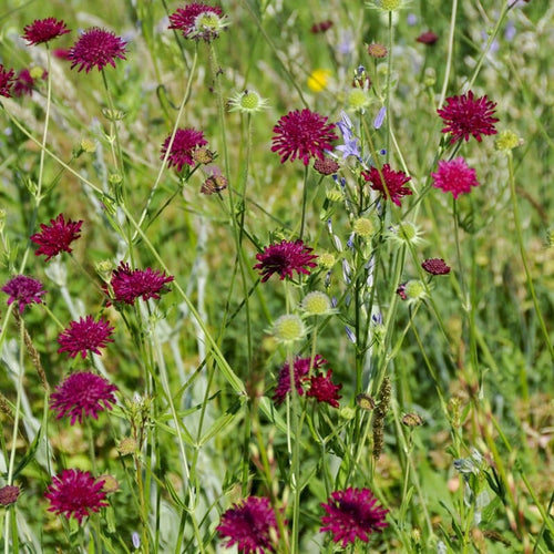 Knautia macedonica Perennial Bedding