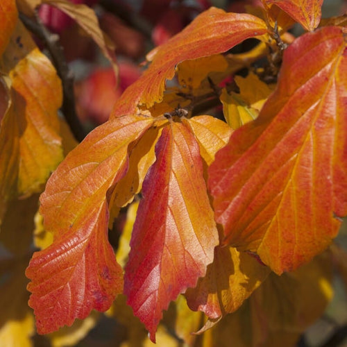Persian Ironwood Tree | Parrotia persica 'Bella' Ornamental Trees