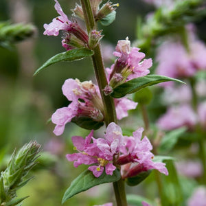 Lythrum salicaria 'Blush' Perennial Bedding