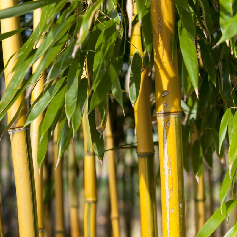 Golden Bamboo | Phyllostachys aureosulcata 'Spectabilis' Shrubs