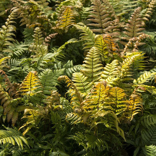 Fragile Fern | Dryopteris lepidopoda Perennial Bedding
