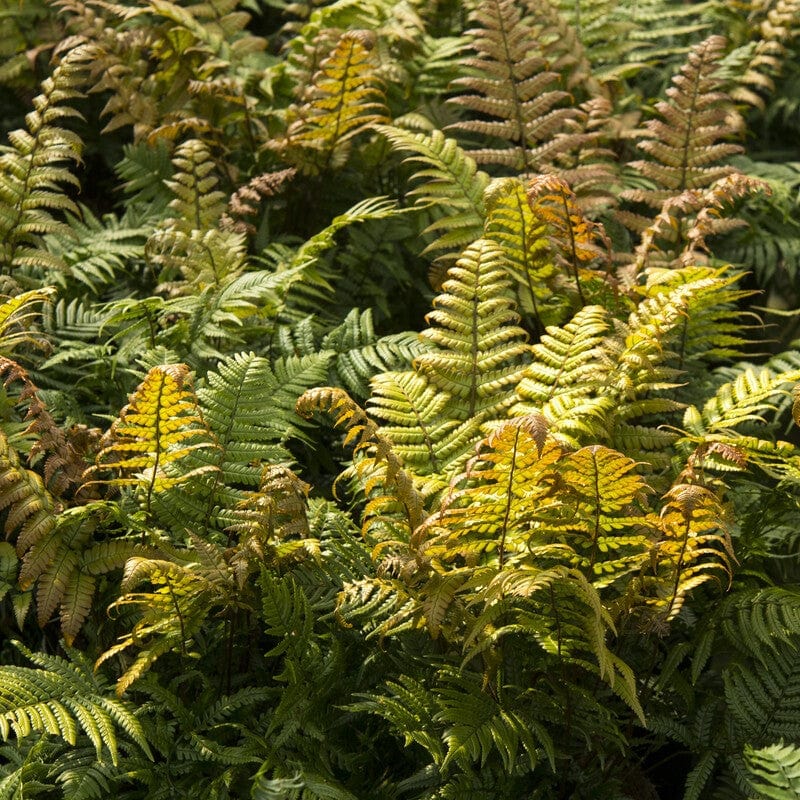 Fragile Fern | Dryopteris lepidopoda Perennial Bedding