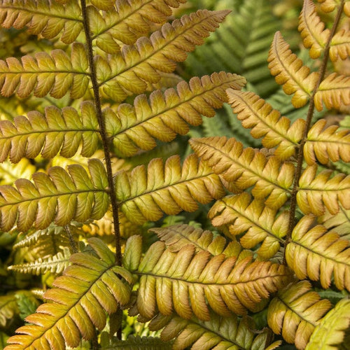 Fragile Fern | Dryopteris lepidopoda Perennial Bedding
