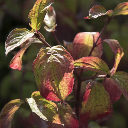Common Dogwood | Cornus sanguinea 'Midwinter Fire' Shrubs