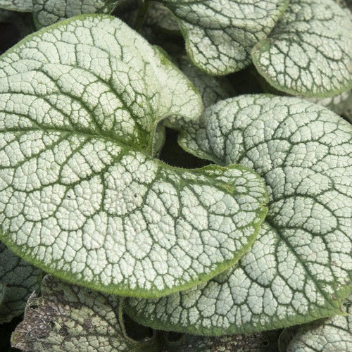 Brunnera 'Sea Heart' Perennial Bedding