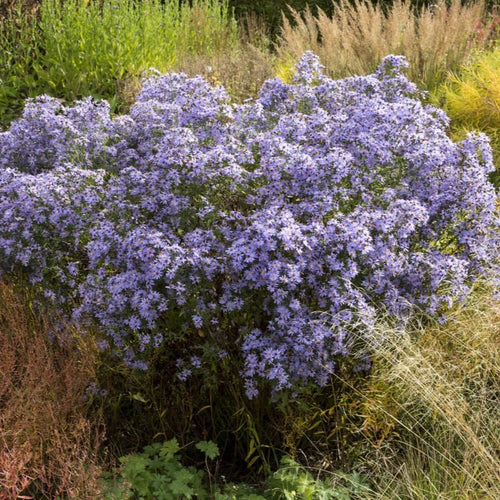 Aster 'Little Carlow' Perennial Bedding
