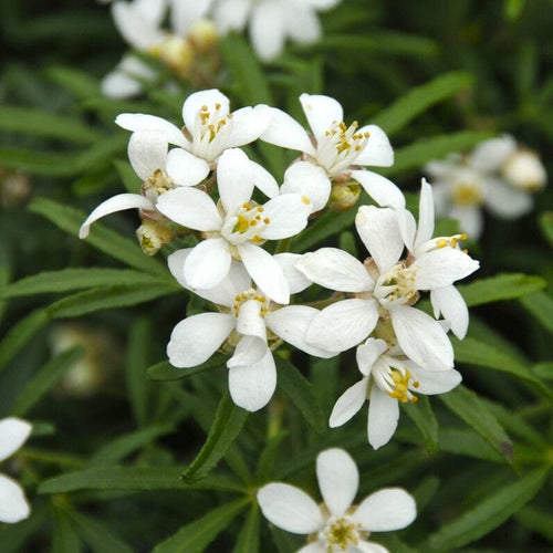 Patio Choisya Tree | Choisya 'White Dazzler'® Shrubs