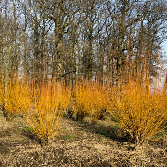 Scarlet Willow Hedging | Salix alba 'Chermesina' Shrubs