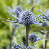 Sea Holly | Eryngium bourgatii Perennial Bedding