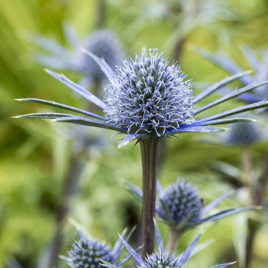 Sea Holly | Eryngium bourgatii Perennial Bedding