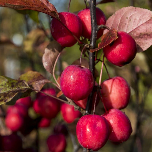 Patio Apple Tree | Malus 'Appletini' Trained Fruit Trees