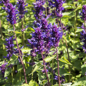 Agastache 'Blue Boa' | Mexican giant hyssop Perennial Bedding