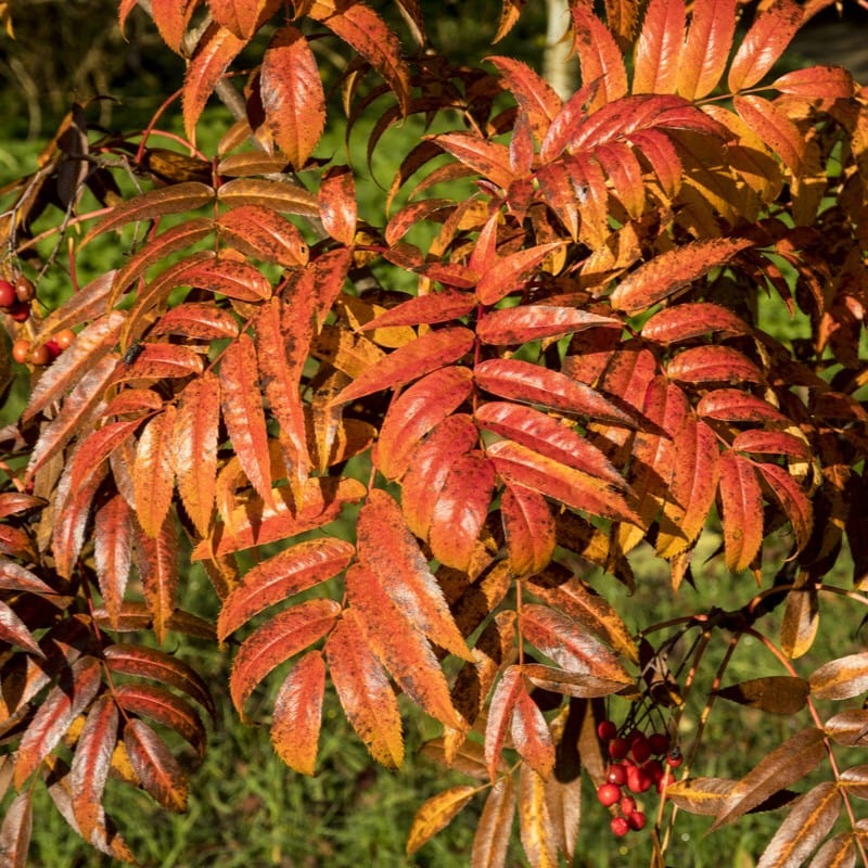 Japanese Rowan Tree | Sorbus commixta 'Dodong' Ornamental Trees