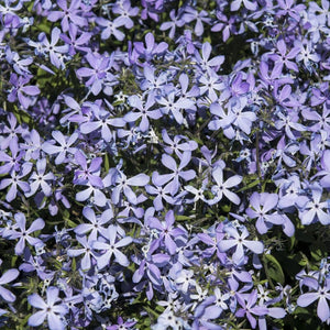 Phlox 'Clouds of Perfume' Perennial Bedding