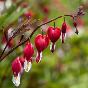 Bleeding Heart Plant 'Spectabilis Valentine' | Dicentra Perennial Bedding