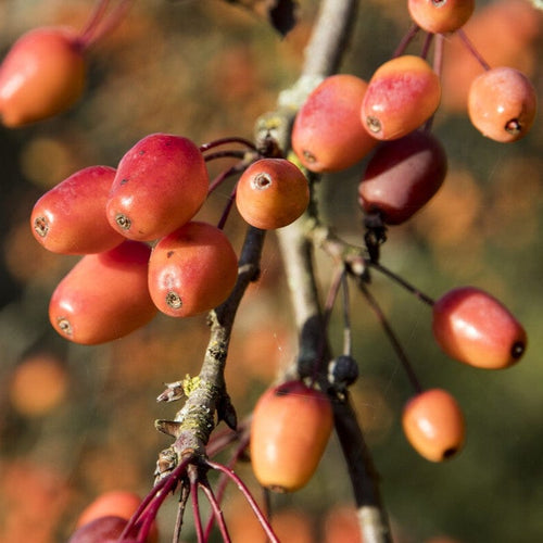 'Indian Magic' Crabapple Tree Fruit Trees