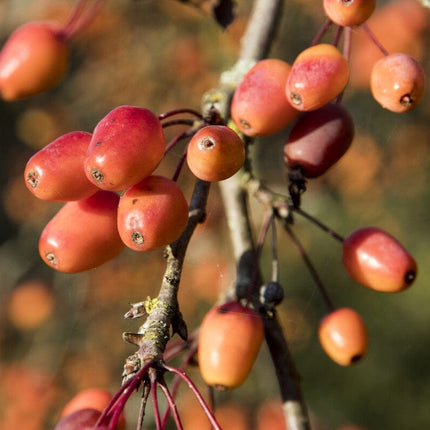 'Indian Magic' Crabapple Tree Fruit Trees