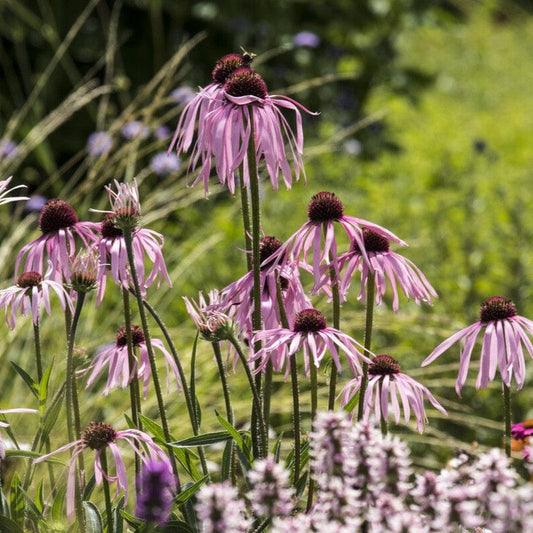 Echinacea pallida Perennial Bedding