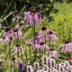 Echinacea pallida Perennial Bedding