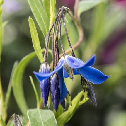 Bluebell Creeper | Sollya heterophylla 'Ultra Blue' Climbing Plants