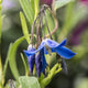 Bluebell Creeper | Sollya heterophylla 'Ultra Blue' Climbing Plants